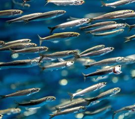 anchovies anchovies