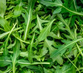 arugula arugula