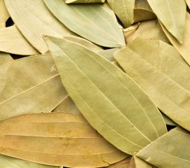 bay leaves bay leaves