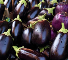 brinjal brinjal