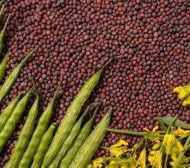 brown mustard seeds brown mustard seeds