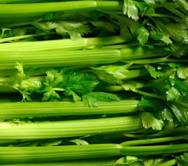 celery celery