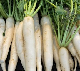 daikon radish daikon radish