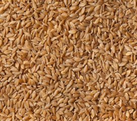 einkorn wheat