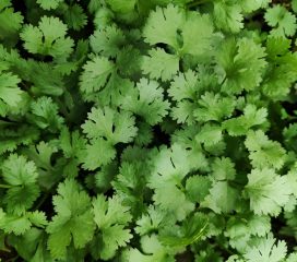 fresh coriander