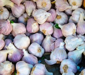 garlic