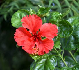 hibiscus