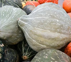 hubbard squash