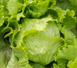 iceberg lettuce