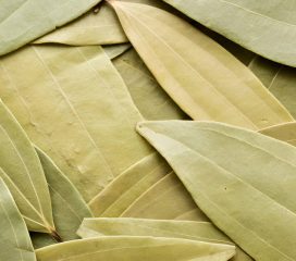 indian bay leaf