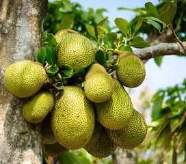 jackfruit jackfruit