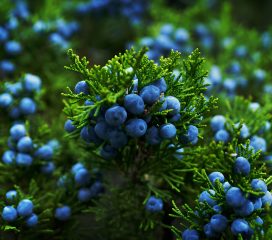 juniper berries juniper berries