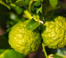 kaffir lime kaffir lime