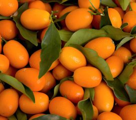 kumquat kumquat