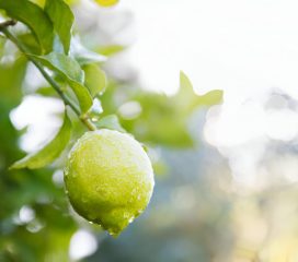 lime