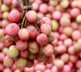 litchi